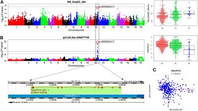 An Integrative Analysis of Transcriptome and GWAS Data to Identify Potential Candidate Genes Influencing Meat Quality Traits in Pigs